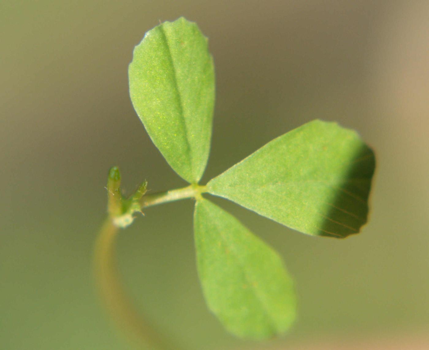 Trefoil, Lesser Yellow leaf